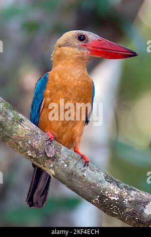 Eisvogel, Gurial, Storchschnabelliest, (Pelargopsis capensis) Kinabatangan River, Sabah, Borneo, Malaysia, Stockfoto