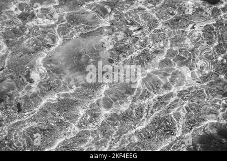 Feuerquallen in schwarz-weiß geschossen, schwimmend an der Küste im Salzwasser. Sand in Wellen Muster. Tierfoto aus der Natur am Meer Stockfoto
