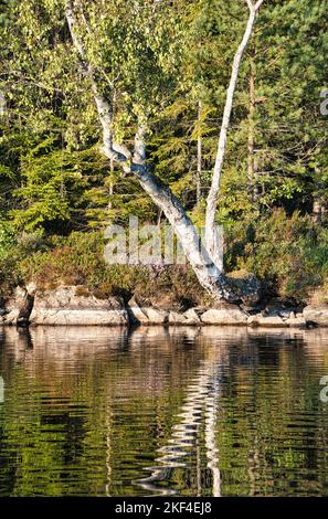 Am Ufer eines Sees mit Felsen, Bäumen und Reflexion im Wasser in Schweden, Smalland. Wilde Natur in Skandinavien. Landschaftsfoto aus dem Norden Stockfoto