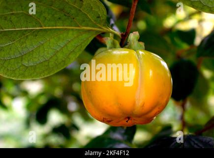 Eine orange Kaki Frucht am Baum. Kakipflaume, chinesische Quitte, Kakibaum, (Diospyros kaki), Asien, Ebenholzgewächs, Stockfoto