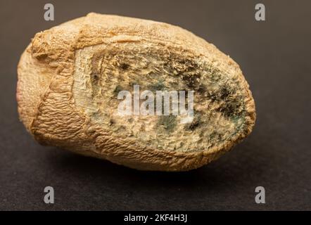 Die alte, ungenießbare, hässliche Ingwerwurzel auf schwarzem Grund. Nahaufnahme. Speicherplatz kopieren. Lebensmittelmanagement; Überversorgung, Abfall, Recycling von Produkten. Stockfoto