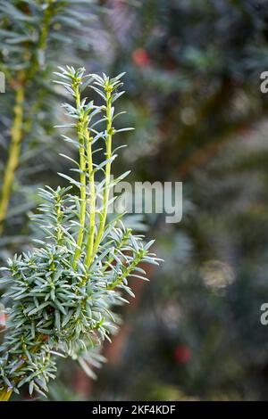 Prumpnopitys andina League oder chilenischer Pflaumeneiben immergrüner Nadelbaum. Giftige Pflanze mit Giftstoffen Alkaloide. Sprossen selektiver Fokus Nahaufnahme mit Stockfoto