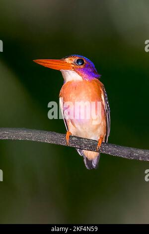 Rostfischer, Sulawesi-Zwergfischer, Sulawesizwergfischer, (Ceyx fallax sangirensis) Eisvogel, Tangkoko-Nationalpark, Sulawesi, Indonesien, Stockfoto