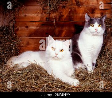 Zwei Hauskatzen liegen im Heu, Rassekatzen, weiss und schwarz-weiss, Stockfoto