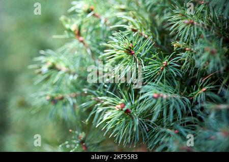 Sprossen Triebe von Picea glauca, weiße Fichte, kanadische, skunk Katze Black Hills Fichte Western weiß Alberta weiß und Porsildfichte Nahaufnahme mit Stockfoto