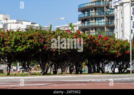 Blick auf den starken Strand von Cabo Frio in Rio de Janeiro, Brasilien. Stockfoto