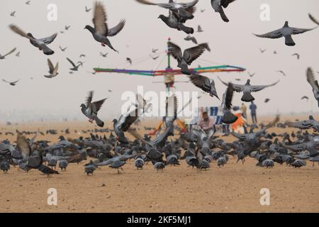 Tauben oder Tauben fliegen in Marina Beach Chennai. Stockfoto