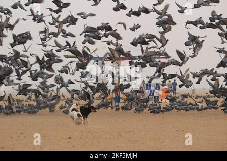 Tauben oder Tauben fliegen in Marina Beach Chennai. Stockfoto