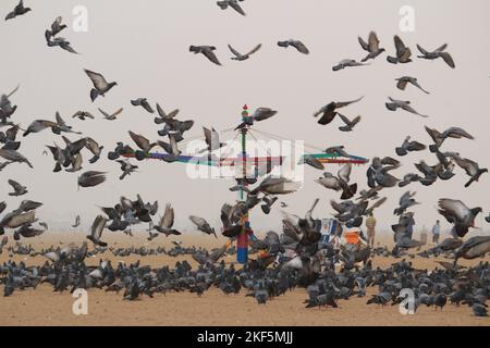 Tauben oder Tauben fliegen in Marina Beach Chennai. Stockfoto