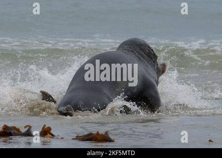 Halichoerus grypus, Kegelrobbe Bulle erbeutet Jungtier, grauer Robbenbulle, der ein Jungtier fängt Stockfoto