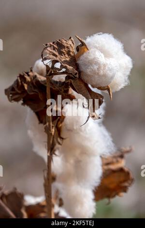 Ernte. Nahaufnahme von reifen Baumwollbolls auf Ast und flauschiger weißer Baumwolle. Israel Stockfoto