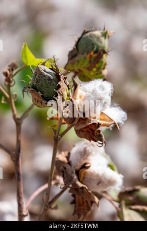 Ernte. Nahaufnahme von reifen Baumwollbolls auf Ast und flauschiger weißer Baumwolle. Israel Stockfoto