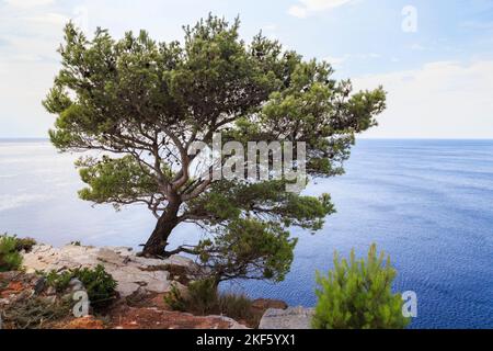 Dies ist eine mediterrane Kiefer über dem steilen Ufer der kroatischen Adria. Stockfoto