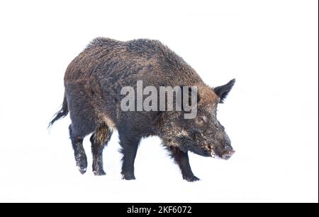Wildschwein isoliert auf weißem Hintergrund steht im Winterschnee in Kanada Stockfoto