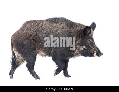 Wildschwein isoliert auf weißem Hintergrund steht im Winterschnee in Kanada Stockfoto