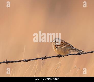 Ein American Tree Sparrow steht auf einem alten Strang aus Stacheldraht. Stockfoto