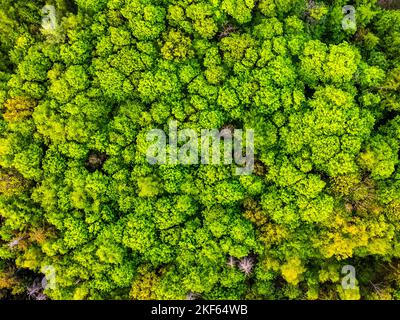 Wald mit üppig grünen Laubbäumen. Luftaufnahme von der Drohne. Stockfoto