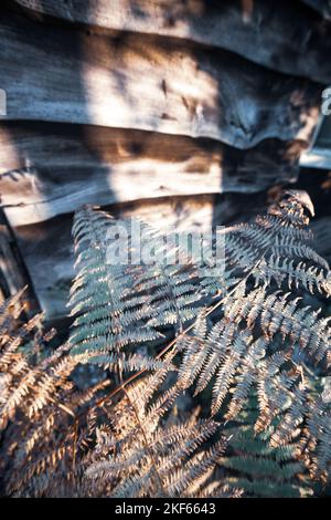 Ländlicher Garten Blick auf Farn und Gartenhaus mit Holzverkleidung. Stockfoto