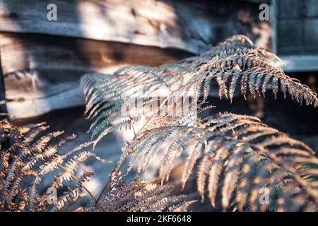 Ländlicher Garten Blick auf Farn und Gartenhaus mit Holzverkleidung. Stockfoto