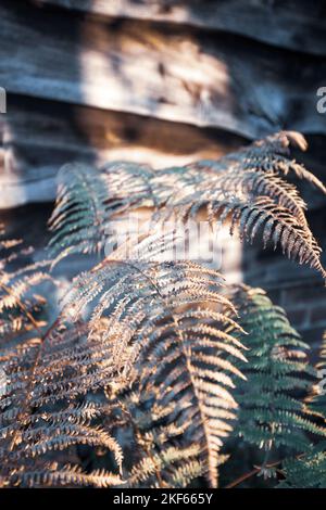 Ländlicher Garten Blick auf Farn und Gartenhaus mit Holzverkleidung. Stockfoto