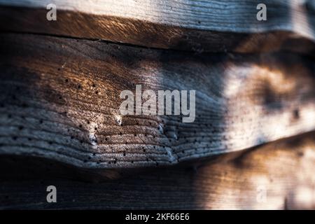 Ländlicher Garten Blick auf Farn und Gartenhaus mit Holzverkleidung. Stockfoto