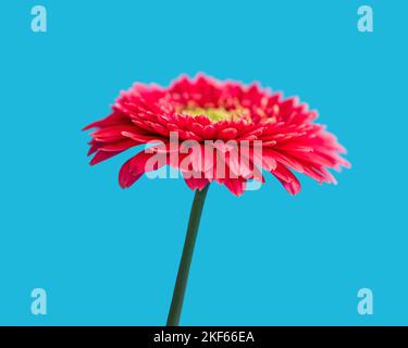 Eine rote Gerbera vor blauem Hintergrund. Stockfoto