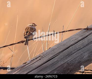 Ein American Tree Sparrow steht auf einem alten Strang aus Stacheldraht. Stockfoto