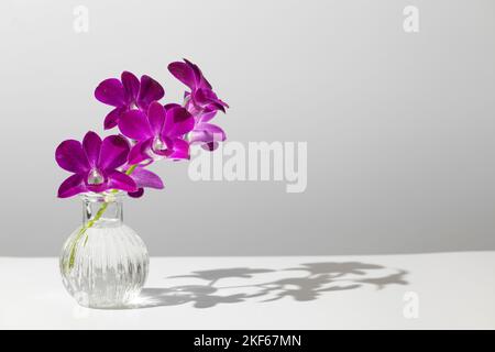 Violett zerbrechliche Orchideenblumen mit grünem Stiel in transparenter Glasvase mit Schatten auf weißem und grauem Horizont Hintergrund Stockfoto