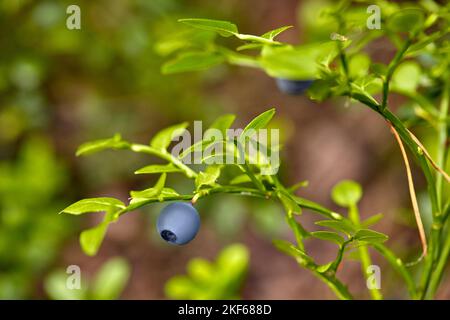 Reif und bereit wilde Blaubeeren auf den Busch - selektiven Fokus Stockfoto