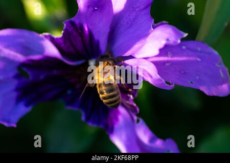 Lila Iris mit einer Biene in der Mitte Stockfoto