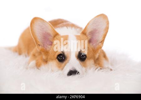 Walisischer Corgi-Hund, der auf einem Schaffell liegt Stockfoto