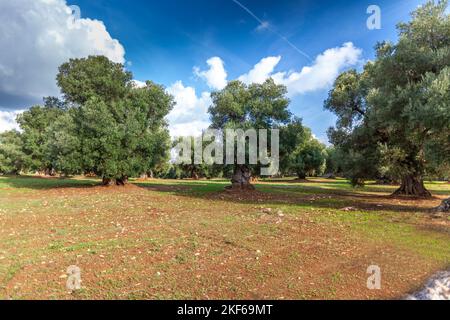 Verführerische Aussicht auf einem Grasfeld und einem schönen Olivenbäumen in Apulien Landschaft, Italien. Stockfoto