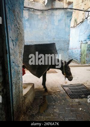 Marokko, Fes, Sammlung kommunaler Abfälle Stockfoto