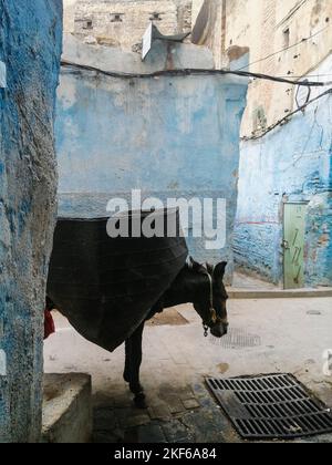 Marokko, Fes, Sammlung kommunaler Abfälle Stockfoto