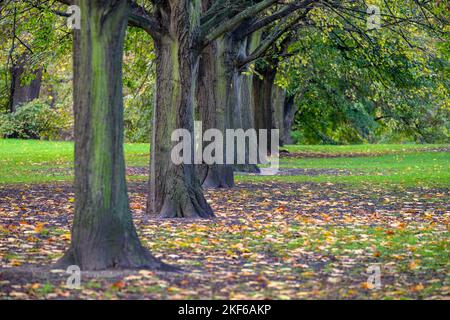 Baumreihe im Hyde Park, London Stockfoto