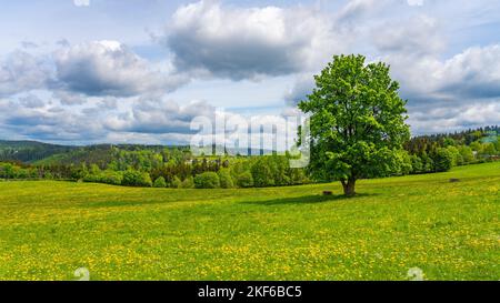Einsamer Laubbaum auf der blühenden Wiese, Korenov, Tschechien Stockfoto