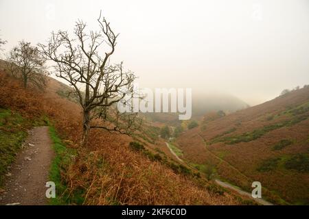 Neblige Morgenlandschaftslandschaft in den Shropshire Hills Stockfoto