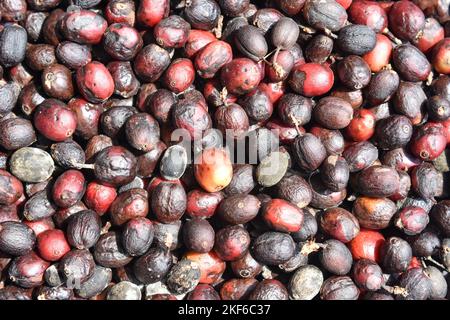 Nahaufnahme von frischen und getrockneten roten Kaffeebohnen Stockfoto