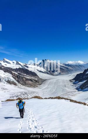 Beschreibung: Begeisterte Bergsteiger wandern auf verschneiten Hängen entlang der Höhenroute zur Jungfrau mit wundervoller Aussicht auf den Aletschgletscher im Backgrou Stockfoto