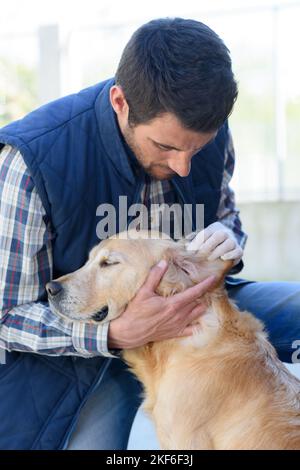 Mann, der das Ohr seines Haustierhundes überprüft Stockfoto