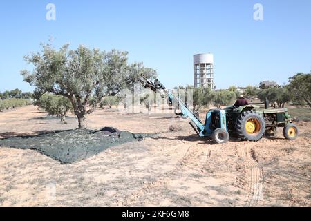 Misrata, Libyen. 16.. November 2022. Salem Liga, ein Landwirt, erntet Oliven mit dem modernen mechanischen Gerät, das ihm Zeit, Mühe und Geld spart. Der Bauernhof Suwehli am Stadtrand von Misrata besteht aus einer modernen Olivenernte, die aus Italien erworben wurde und gilt als die einzige Ausrüstung dieser Art im Land. Die Maschine kann 80 bis 100 Einheiten pro Tag ernten, jede Einheit hat etwa 16 kg, was viel besser ist als die von landwirtschaftlichen Arbeitern häufig verwendete Handernte. (Foto von Islam Alatrash/SOPA Images/Sipa USA) Quelle: SIPA USA/Alamy Live News Stockfoto