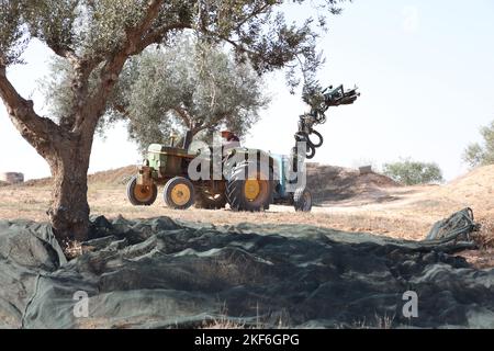 Misrata, Libyen. 16.. November 2022. Salem Liga, ein Landwirt, erntet Oliven mit dem modernen mechanischen Gerät, das ihm Zeit, Mühe und Geld spart. Der Bauernhof Suwehli am Stadtrand von Misrata besteht aus einer modernen Olivenernte, die aus Italien erworben wurde und gilt als die einzige Ausrüstung dieser Art im Land. Die Maschine kann 80 bis 100 Einheiten pro Tag ernten, jede Einheit hat etwa 16 kg, was viel besser ist als die von landwirtschaftlichen Arbeitern häufig verwendete Handernte. (Foto von Islam Alatrash/SOPA Images/Sipa USA) Quelle: SIPA USA/Alamy Live News Stockfoto