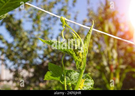 Blüte und Frucht von Gurken. Grüne Gurken. Gelbe Blume am Ast. Gurken im Gewächshaus anbauen. Gemüsefarm im Dorf. Stockfoto