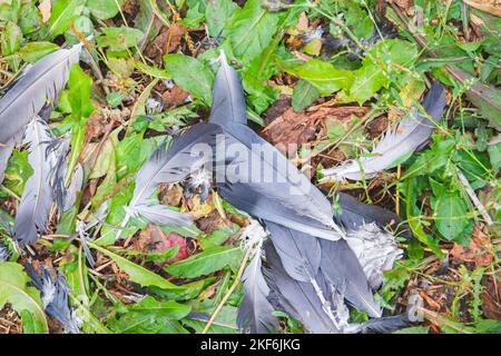 Vogelfedern auf Gras. Reste von Vögeln nach dem Angriff. Zerzauste Federn... Stockfoto