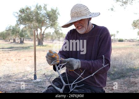 Misrata, Libyen. 16.. November 2022. Salem Lega, ein Landwirt, der auf dem Bauernhof gearbeitet hat. Der Bauernhof Suwehli am Stadtrand von Misrata besteht aus einer modernen Olivenernte, die aus Italien erworben wurde und gilt als die einzige Ausrüstung dieser Art im Land. Die Maschine kann 80 bis 100 Einheiten pro Tag ernten, jede Einheit hat etwa 16 kg, was viel besser ist als die von landwirtschaftlichen Arbeitern häufig verwendete Handernte. (Bild: © Islam Alatrash/SOPA Images via ZUMA Press Wire) Stockfoto