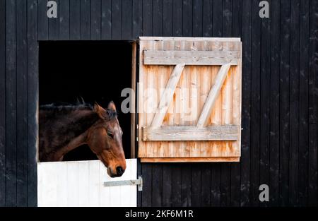 Pferd blickt aus der Stalltür, Großbritannien Stockfoto