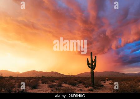 Malerische Sonnenuntergangslandschaft in der Sonoran Desert mit Regen und einem einsamen Saguaro Kaktus in der Nähe von Salome, Arizona Stockfoto
