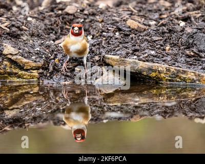 Goldfinch an einem Pool im Akt des Trinkens Stockfoto