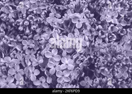 Digital Lavendel Farbe des Jahres 2023. Lila gemeine Flieder (Syringa vulgaris) blüht. Foto ist von 2023 trendigen Farben getönt. Stockfoto