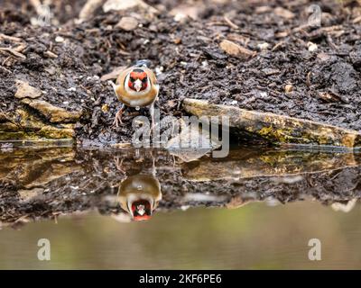 Goldfinch an einem Pool im Akt des Trinkens Stockfoto